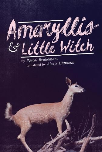 Cover image for Amaryllis & Little Witch