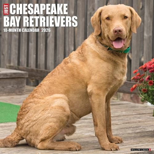 Cover image for Chesapeake Bay Retrievers 2026 12 X 12 Wall Calendar