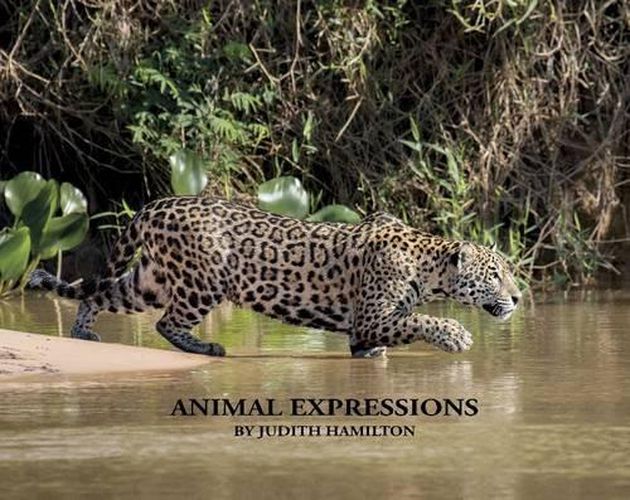 Cover image for Animal Expressions