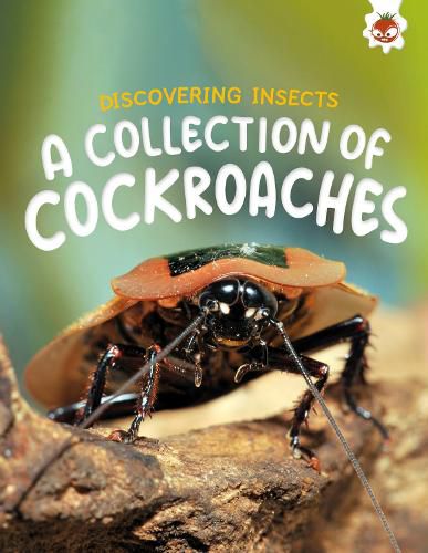 Cover image for Discovering Insects: A Collection of Cockroaches