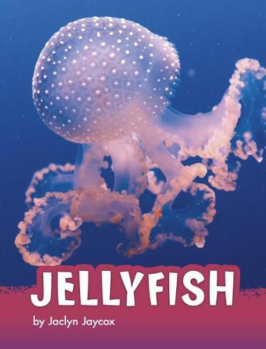Cover image for Jellyfish