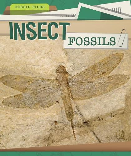 Insect Fossils