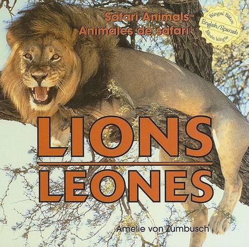 Lions / Leones