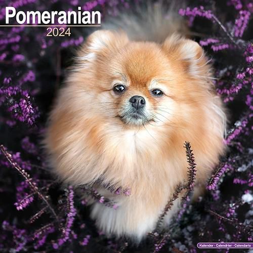 Pomeranian Calendar 2024 Square Dog Breed Wall Calendar 16 Month