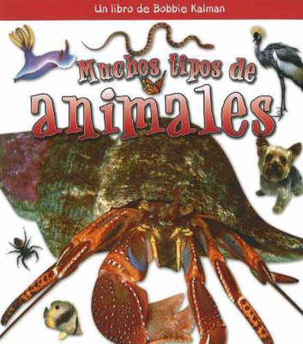 Cover image for Muchos Tipos de Animales (Many Kinds of Animals)