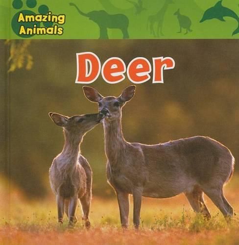 Cover image for Deer