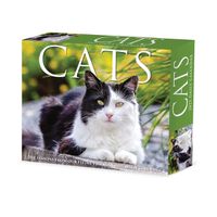 Cover image for Cats 2025 6.2 X 5.4 Box Calendar