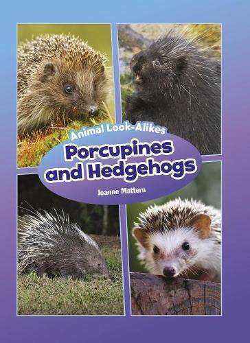 Porcupines and Hedgehogs: Animal Look-Alikes