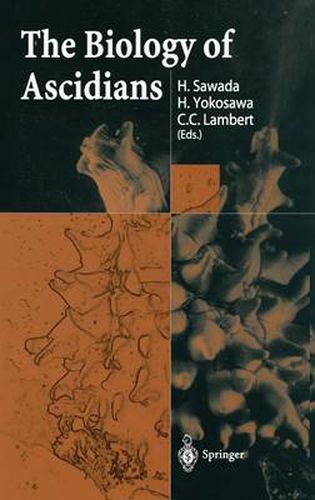 Cover image for The Biology of Ascidians