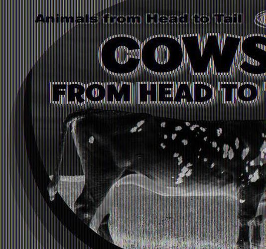 Cows from Head to Tail