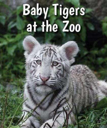 Cover image for Baby Tigers at the Zoo