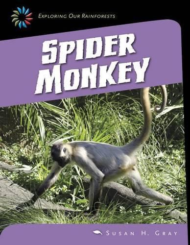 Spider Monkey