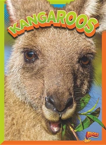 Cover image for Kangaroos