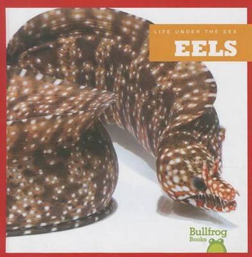 Cover image for Eels