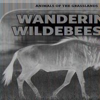 Cover image for Wandering Wildebeests