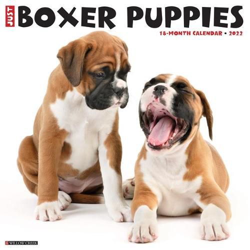 Cover image for Just Boxer Puppies 2022 Wall Calendar (Dog Breed)