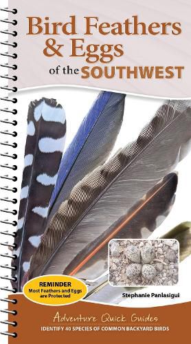 Cover image for Bird Feathers & Eggs of the Southwest