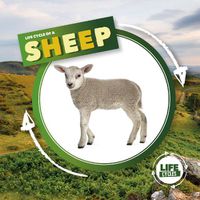 Cover image for Life Cycle of a Sheep