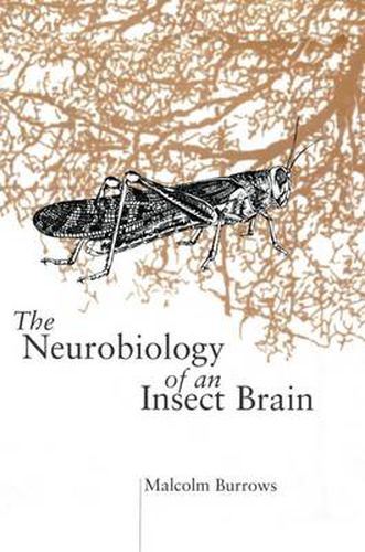 Cover image for The Neurobiology of an Insect Brain