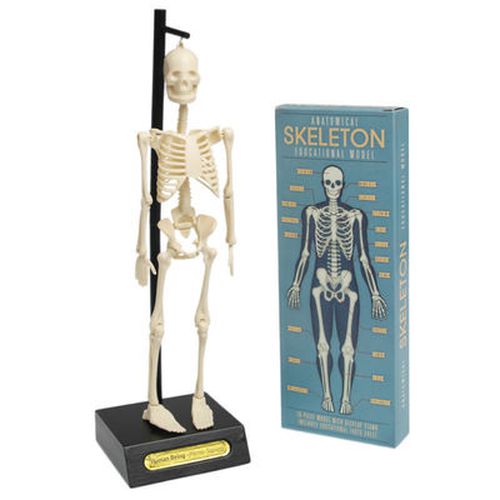 Cover image for Anatomical Skeleton Educational Model
