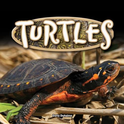 Cover image for Turtles