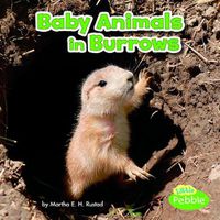 Cover image for Baby Animals in Burrows (Baby Animals and Their Homes)