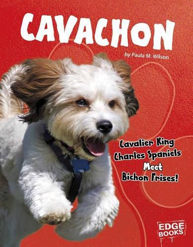 Cover image for Cavachon: Cavalier King Charles Spaniels Meet Bichon Frises!