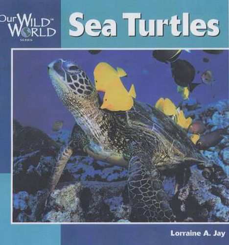 Cover image for Sea Turtles