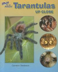 Cover image for Tarantulas Up Close