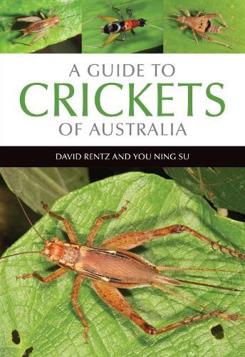 Cover image for A Guide to Crickets of Australia