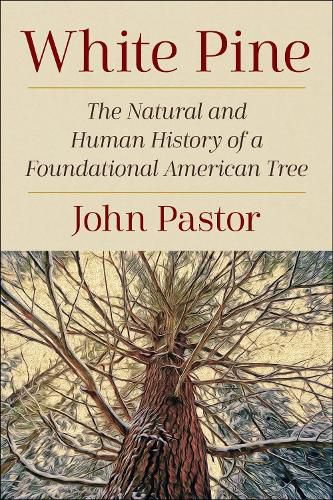 Cover image for White Pine: The Natural and Human History of a Foundational American Tree