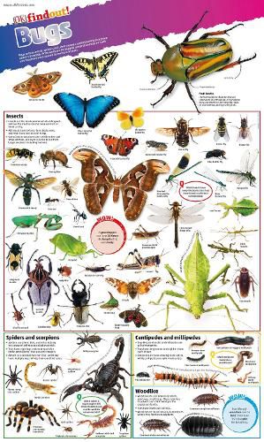 Cover image for DKfindout! Bugs Poster