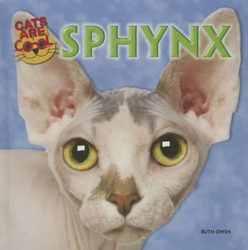 Sphynx