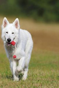 Cover image for Swiss Shepherd: The White Swiss Shepherd Dog Became the 219th Pedigree Dog Breed to Be Recognized by the Kennel Club in October 2017. the Breed Is Classified in the Pastoral Group on the Imported Breed Register.