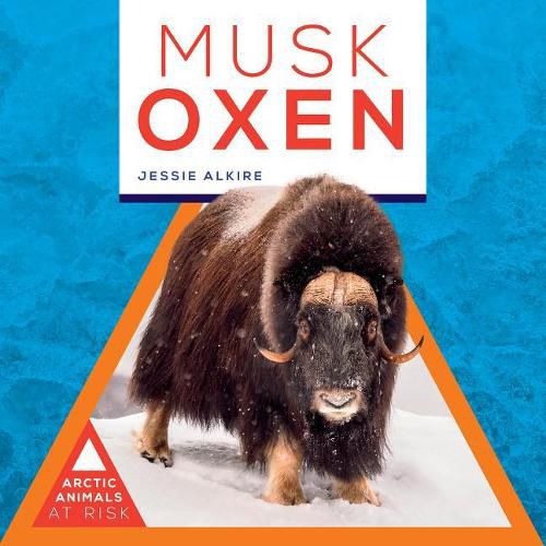 Musk Oxen