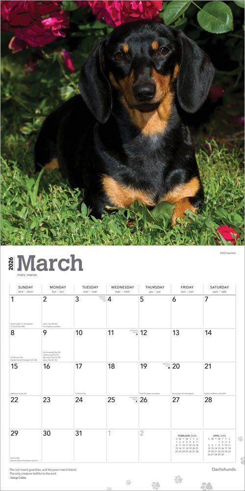 Dachshunds 2026 Wall Calendar