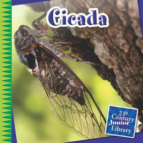 Cover image for Cicada