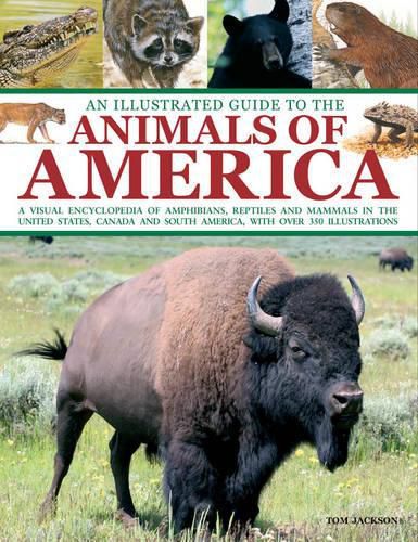 Cover image for An Illustrated Guide to the Animals of America: a Visual Encyclopedia of Amphibians, Reptiles and Mammals in the United States, Canada and South America, with Over 350 Illustrations