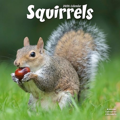 Cover image for Squirrels Calendar 2026 Square Animal Wall Calendar - 16 Month