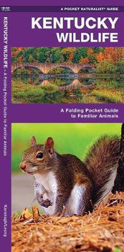 Cover image for Kentucky Wildlife: A Folding Pocket Guide to Familiar Species