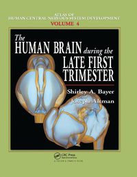 Cover image for The Human Brain During the Late First Trimester