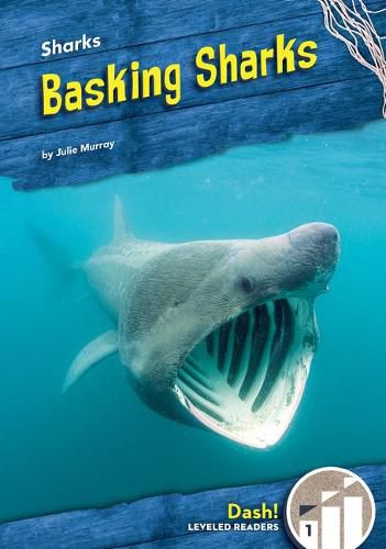 Basking Sharks