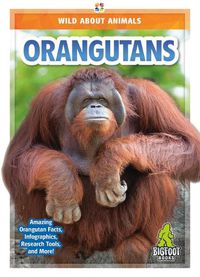 Cover image for Orangutans