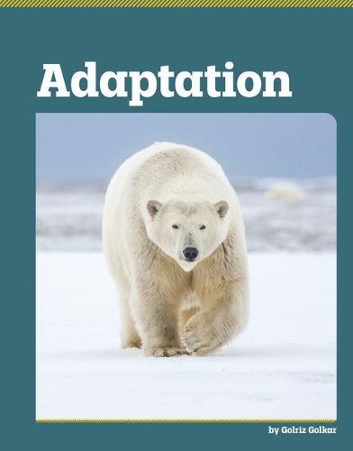 Cover image for Adaptation