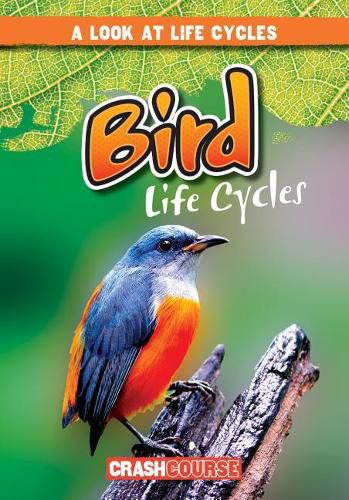 Bird Life Cycles