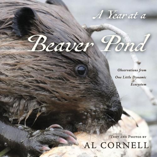A Year at a Beaver Pond