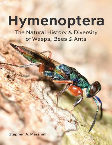 Hymenoptera