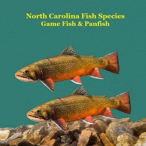 Cover image for North Carolina Game Fish and Panfish Species Kids Book
