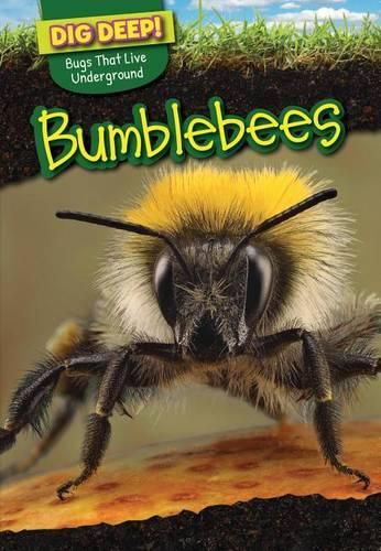 Cover image for Bumblebees