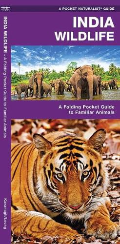 Cover image for India Wildlife: A Folding Pocket Guide to Familiar Animals